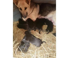 8 Gorgeous German Shepherds puppies for rehoming - 8