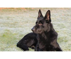 8 Gorgeous German Shepherds puppies for rehoming - 9