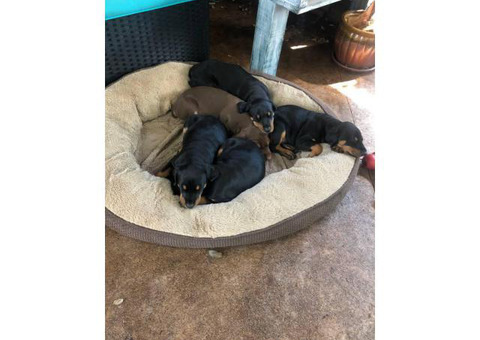Three purebred females Doberman Pinschers