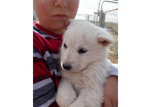 3 German Shepherd Puppies for rehoming