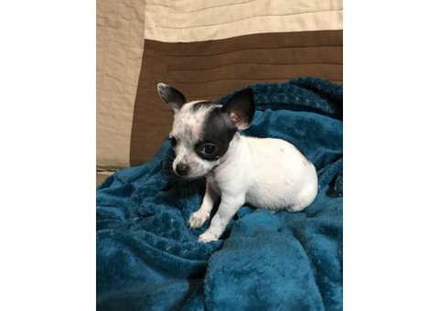 8 weeks old female Chug puppy for adoption