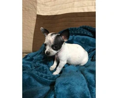 8 weeks old female Chug puppy for adoption