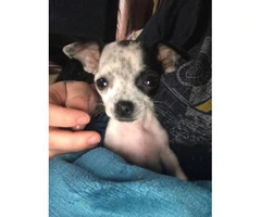 8 weeks old female Chug puppy for adoption - 2