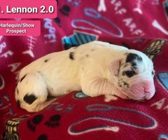 9 Pretty Great Dane puppies for Adoption