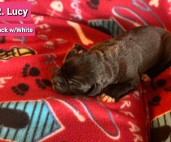 9 Pretty Great Dane puppies for Adoption - 2