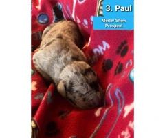 9 Pretty Great Dane puppies for Adoption - 3