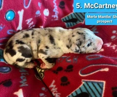 9 Pretty Great Dane puppies for Adoption - 5