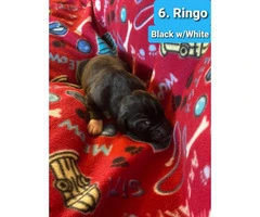 9 Pretty Great Dane puppies for Adoption - 6