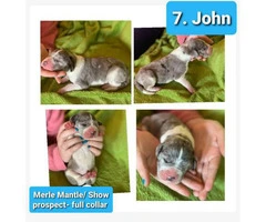 9 Pretty Great Dane puppies for Adoption - 7