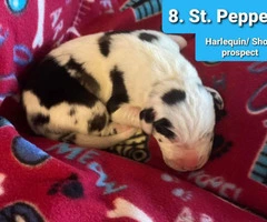 9 Pretty Great Dane puppies for Adoption - 8