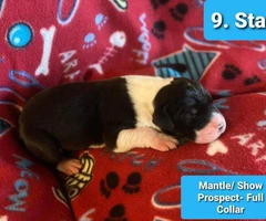 9 Pretty Great Dane puppies for Adoption - 9