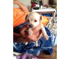 Full blooded apple head chihuahua puppies - 2