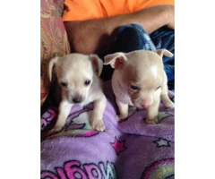 Full blooded apple head chihuahua puppies - 3