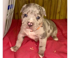 Litter of American bully puppies available