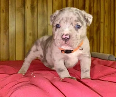 Litter of American bully puppies available - 2