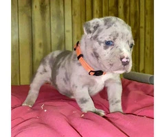 Litter of American bully puppies available - 3