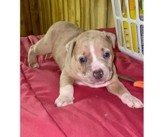 Litter of American bully puppies available - 4