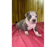 Litter of American bully puppies available - 6