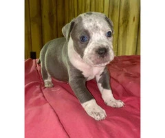 Litter of American bully puppies available - 7