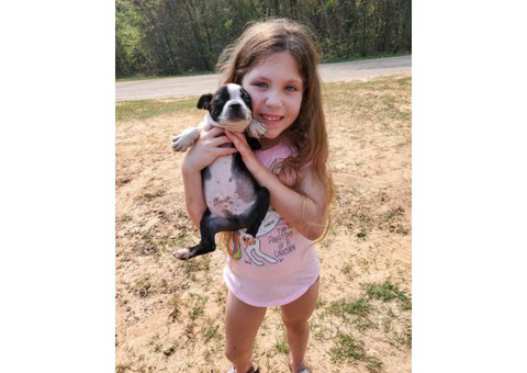 2 males boston terrier puppies for rehoming
