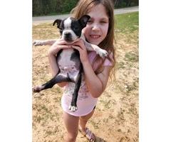 2 males boston terrier puppies for rehoming - 3