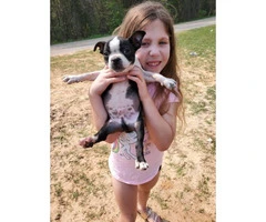 2 males boston terrier puppies for rehoming - 4