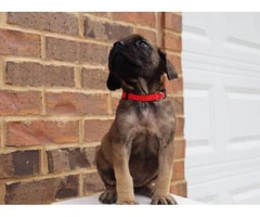 One female English Mastiff puppy looking for great home