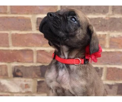 One female English Mastiff puppy looking for great home - 2
