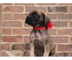 One female English Mastiff puppy looking for great home - 3