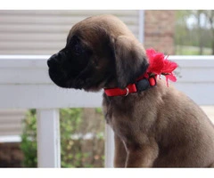 One female English Mastiff puppy looking for great home - 4