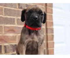 One female English Mastiff puppy looking for great home - 5