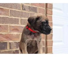 One female English Mastiff puppy looking for great home - 6