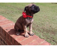 One female English Mastiff puppy looking for great home - 7