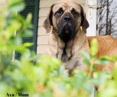 One female English Mastiff puppy looking for great home - 8