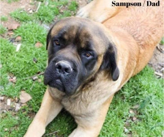 One female English Mastiff puppy looking for great home - 9