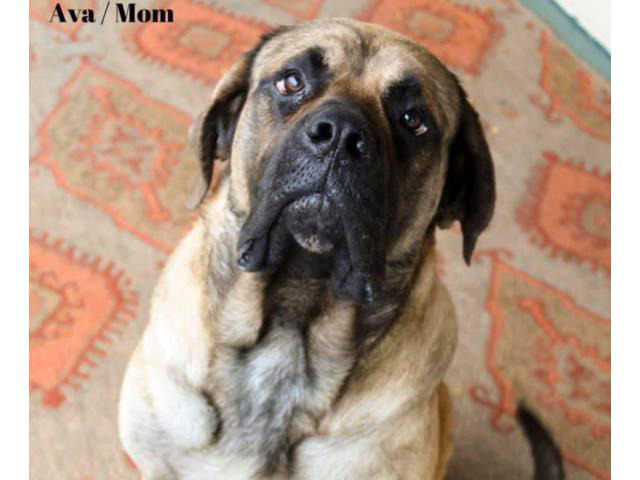 one-female-english-mastiff-puppy-looking-for-great-home-jasper