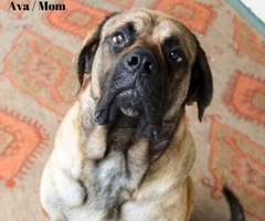 One female English Mastiff puppy looking for great home - 10