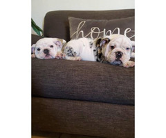 Bulldog Puppy For Sale By Owner Puppies For Sale Near Me