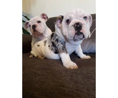 9 weeks old Blue Eyed AKC English Bulldog Puppies - 3
