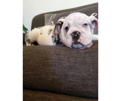 9 weeks old Blue Eyed AKC English Bulldog Puppies - 5
