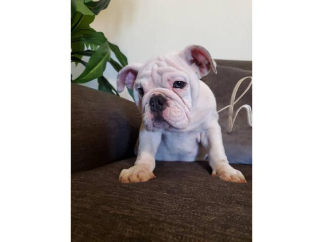 9 weeks old Blue Eyed AKC English Bulldog Puppies in Riverside, California - Puppies for Sale ...