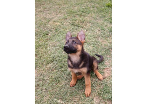 1 girl pure bred German Shepherd puppy