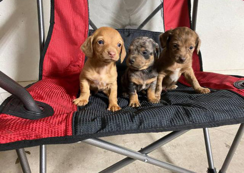 Sweet little Dachshund puppies looking for a new home