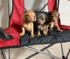 Sweet little Dachshund puppies looking for a new home