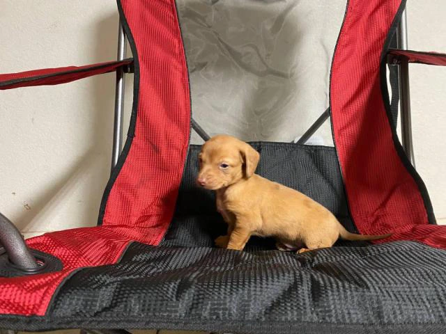 Sweet little Dachshund puppies looking for a new home - 3/5