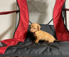 Sweet little Dachshund puppies looking for a new home - 3