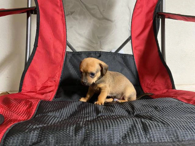 Sweet little Dachshund puppies looking for a new home - 5/5