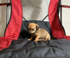 Sweet little Dachshund puppies looking for a new home - 5