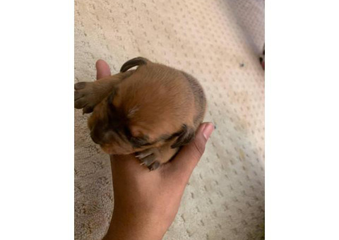 Two pit bull puppies left