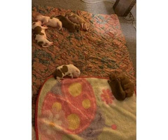 Two pit bull puppies left - 3